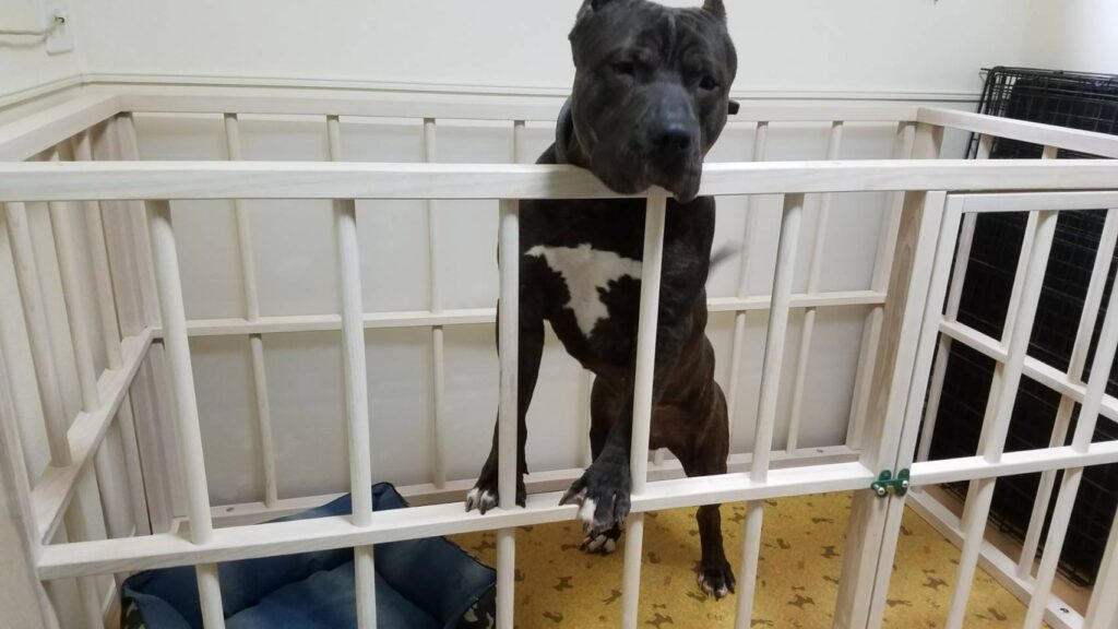 中型犬ケージ ホワイトアッシュ白塗装 扉鍵付き サカエ陳列製作所 最新情報 中型犬ケージ ホワイトアッシュ白塗装 扉鍵付き サカエ陳列製作所 最新情報